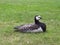 Barnacle goose