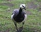 Barnacle goose