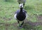 Barnacle goose