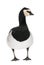 Barnacle Goose - Branta leucopsis (+/- 18 mlonths)