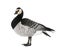 Barnacle Goose - Branta leucopsis (+/- 18 mlonths)