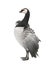 Barnacle Goose - Branta leucopsis (+/- 18 mlonths)