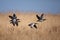 Barnacle goose, branta leucopsis, Estonia