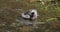 Barnacle Goose, branta leucopsis, gosling standing in Water, Normandy, slow motion