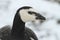 Barnacle Goose Branta leucopsis headshot with a backdrop of snow with snowflakes and grass on its beak.