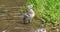 Barnacle Goose, branta leucopsis, two goslings standing in Water, Normandy