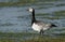 Barnacle Goose & x28;Branta leucopsis& x29; on Wetland