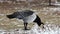 Barnacle Goose, Branta leucopsis, in winter