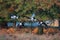 Barnacle Goose. Flock of geese flying through forest in autumn migration.