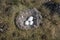 Barnacle goose nest with eggs - Spitsbergen