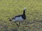 Barnacle Goose in a park in Hoorn