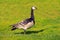 Barnacle goose in profile