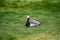 Barnacle goose resting on city lawn.