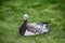 Barnacle goose resting on city lawn.