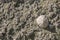 Barnacle and limpet encrusted rock texture / background at the beach