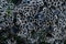 Barnacle shells attached to rocks at the beach, close up