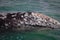 Barnacled gray whale