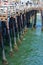 Barnacles in green water Pismo Beach Pier