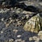 Barnacles and Limpet on rocks on the coastline