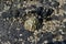 Barnacles and Limpet on rocks on the coastline