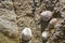 Barnacles and limpets encrusted on rock at beach