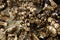 Barnacles and mussels exposed on sea rocks