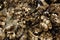 Barnacles and mussels exposed on sea rocks