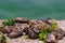 Barnacles and mussels on Ð° rock