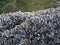 Barnacles and tidal rocks, Ecola State Park, Oregon