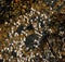 Barnacles on tidepool granite boulder