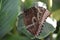 Barnowl Butterfly in a Garden on a Leaf