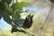 Barnowl Butterfly on a Leaf in a Garden