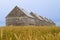 Barns in crop field