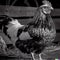 The Barnyard Boss: A Rooster\'s Domain on the Farm. AI generated art.