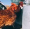 Barnyard Chicken Hen and Rooster