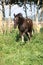 Barock pinto foal on pasturage