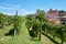 Barolo vineyards and medieval castle in Piedmont, Italy