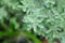 Barometer bush, Ash plant, Texas barometer bush,Leucophyllum frutescens ,SCROPHULARIACEAE