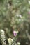 Barometerbush plant 0648
