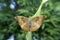 Baron butterfly, Euthalia aconthea at Satara, Maharashtra