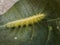 Baron Mango Caterpillar Euthalia aconthea