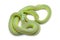 Baron`s green racer snake isolated on white background