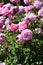 Barona Rose Garden Series - Christopher Marlowe - Fragrant Pink Rosa Centifolia