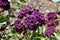 Barona Rose Garden Series - Dark Purple Rose - Rosa Centifolia