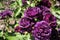Barona Rose Garden Series - Dark Purple Rose - Rosa Centifolia