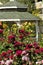 Barona Rose Garden Series - Gazebo - Red Roses - Rosa Centifolia