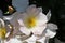 Barona Rose Garden Series - Kew Gardens Climber - White with Yellow Center Rosa Centifolia
