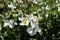 Barona Rose Garden Series - Kew Gardens Climber - White with Yellow Center Rosa Centifolia