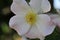 Barona Rose Garden Series - Kew Gardens Climber - White with Yellow Center Rosa Centifolia