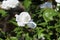 Barona Rose Garden Series - Pope John Paul II - Pure White Rosa Centifolia